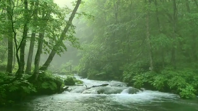 森林山间音乐背景视频素材