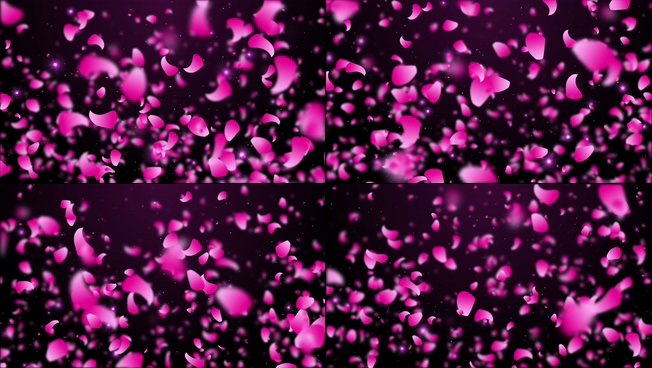 从天而降的浪漫粉红色花瓣背景视频