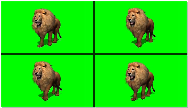 狮子缓慢行走的视频素材带绿色通道可抠图像