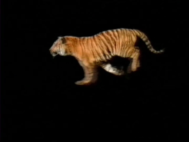 老虎奔跑的背景视频素材带通道可视频抠像