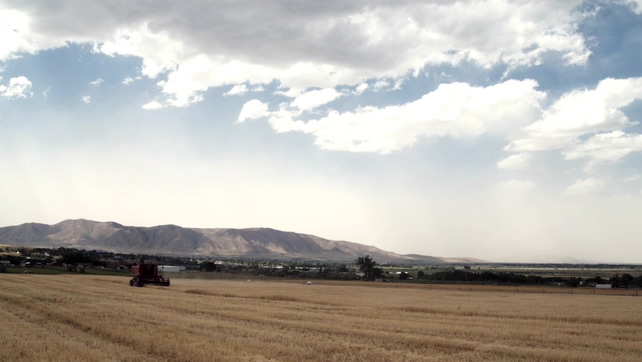远处拍摄机器收割农作物的实拍视频