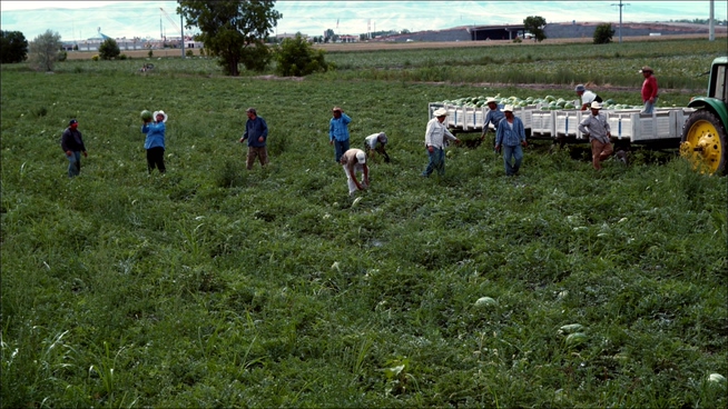 从远处拍摄农民工收西瓜的实拍视频
