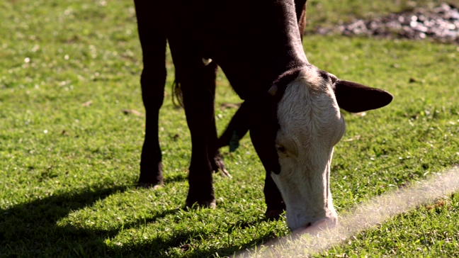 奶牛在农场中吃草的实拍视频