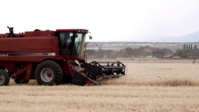 全自动机器收割农作物的实拍视频