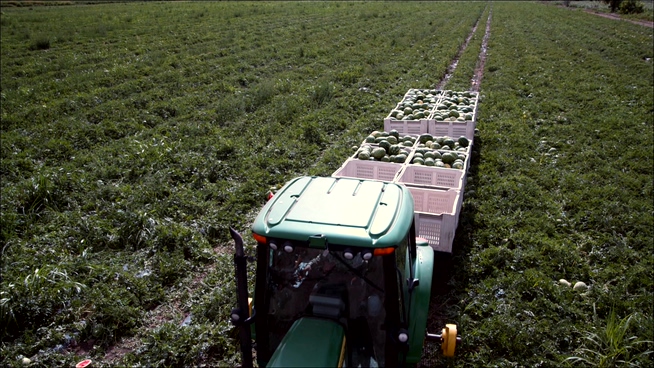 大型机器在农场中收割西瓜的实拍视频