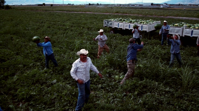 村民在农田中收割西瓜的实拍视频